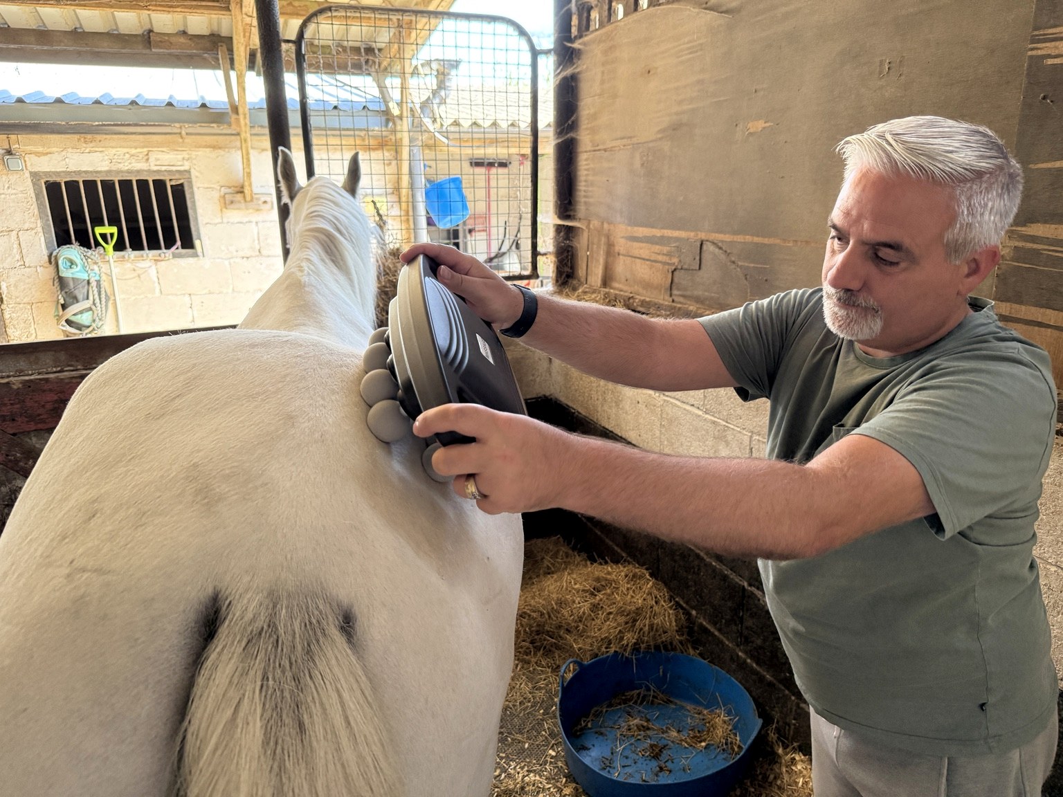 EquiRestore being used on Polo, a grey horse