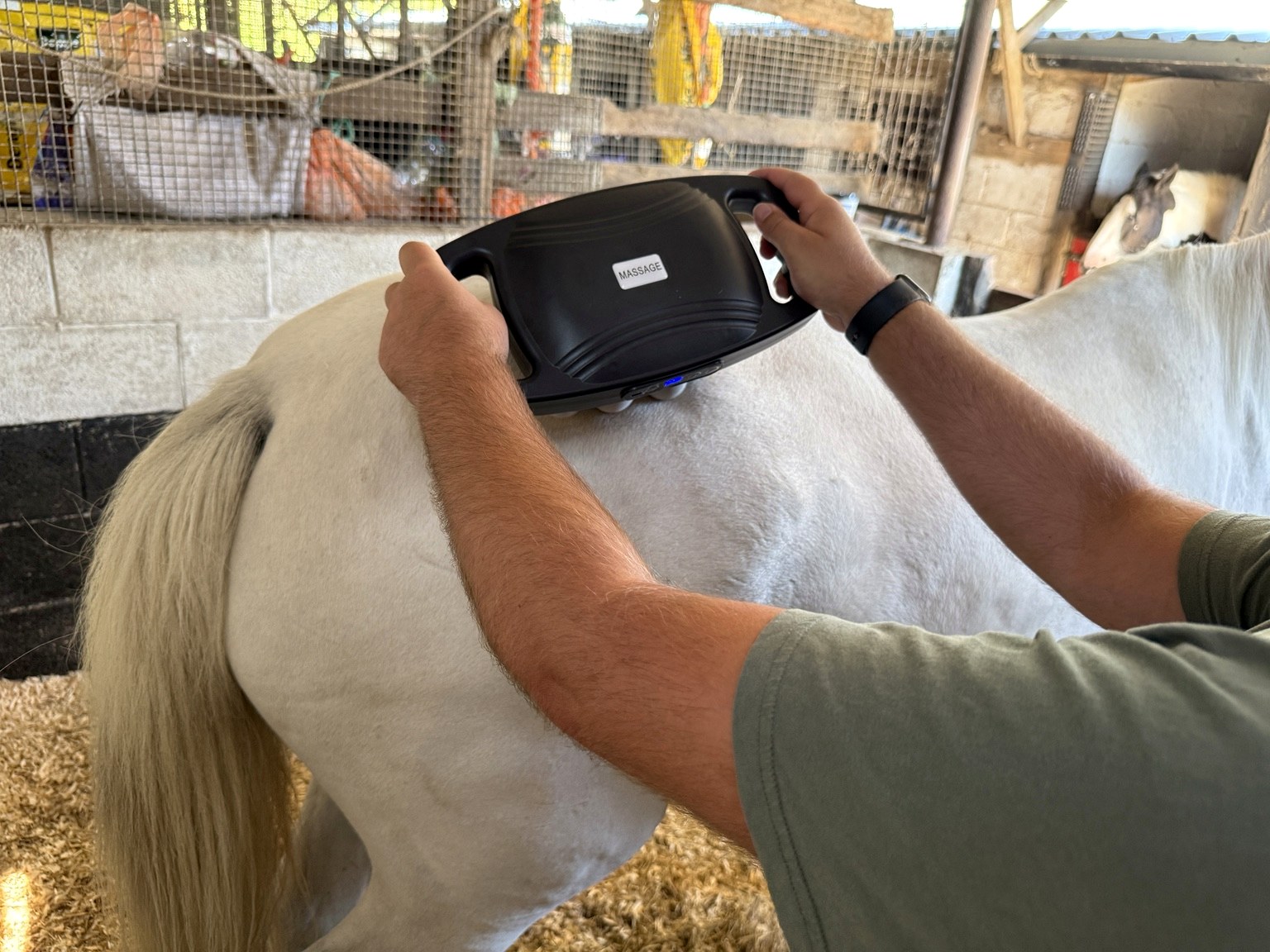 EquiRestore held across Polo's hindquarter muscles