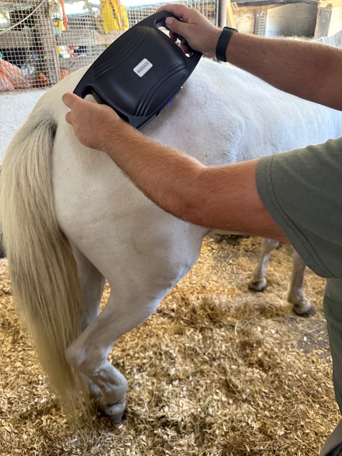 EquiRestore used on a horse's hindquarters