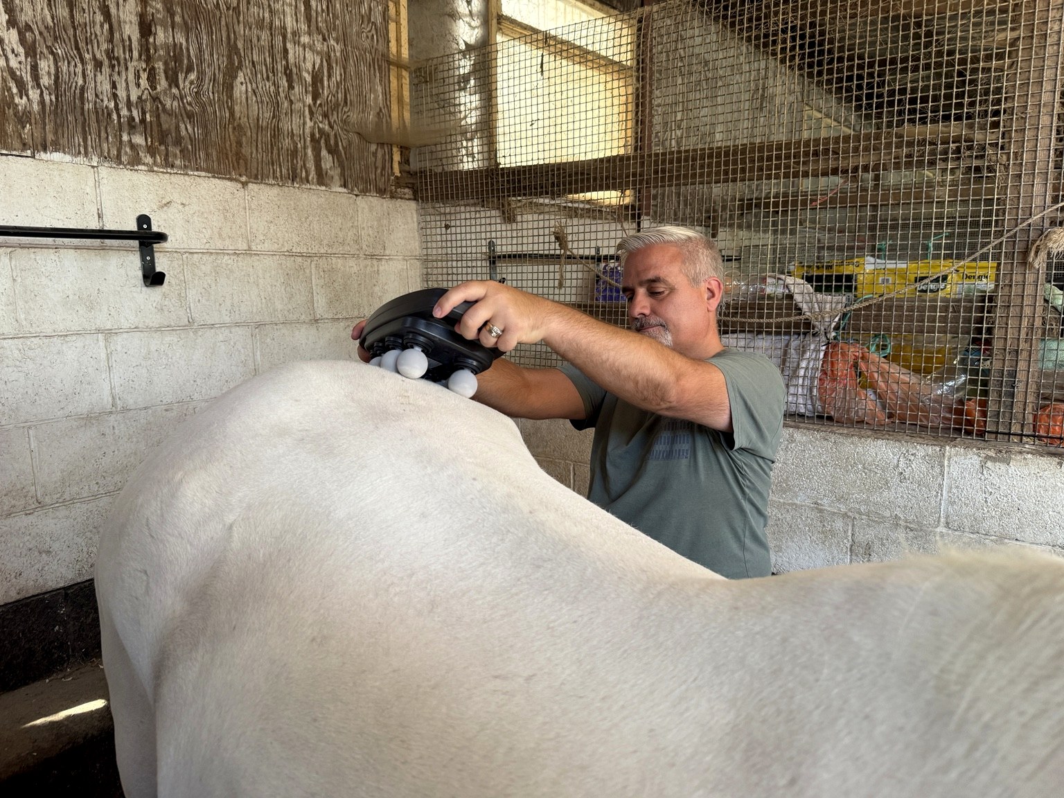 EquiRestore being used on Polo's back and hindquarter area